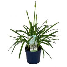 Agapanthus amourette whi 17 cm