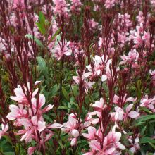 Gaura-hybrid rosa 11,0 cm