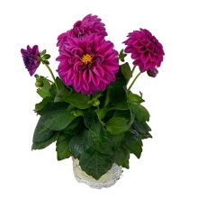 Dahlia cerise / lila 13 cm