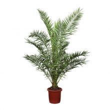 Phoenix canariensis 21 cm