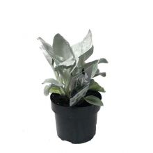 Senecio angel wings_ 11 cm