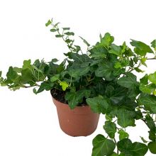 Hedera helix wonder 25-2 13 cm