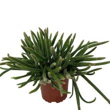 Rhipsalis baccifera subs 10,5 