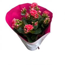 Kalanchoe queen pink 10,5 cm