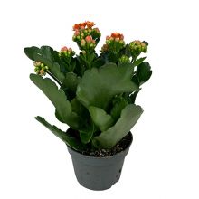 Kalanchoe queen orange 10,5 cm