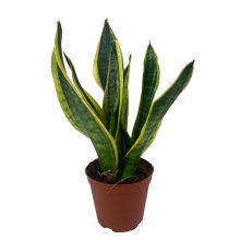 Sansevieria goldenfutura 12 cm