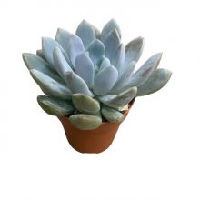 Echeveria linda 8,5 cm