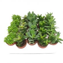 Crassula mix 5,5 cm