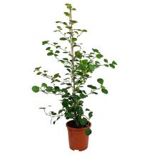 Ficus deltoidea 17 cm