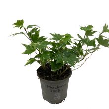 Hedera helix broget 9,0 cm