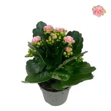 Kalanchoe queen rosa 10,5 cm