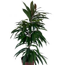 Ficus bi amstel king 21 cm