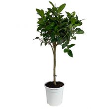 Ficus rubiginosa austral 21 cm