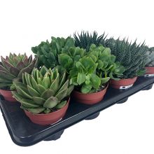 Succulenten mix 12 cm