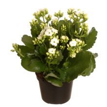 &nbsp;Kalanchoe Big Vit 13 cm