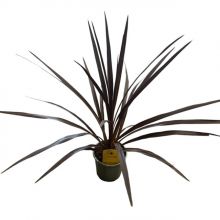 Cordyline australis red  13 cm