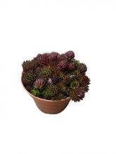 Sempervivum herta red 8,5 cm