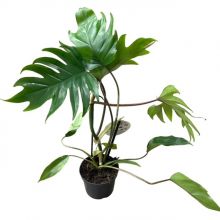 Philodendron Mayoi