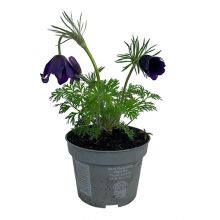 &nbsp; Pulsatilla Vulgaris blå