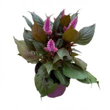 Celosia merida pink  _ 3 12 cm