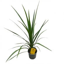 Cordyline australis verd 13 cm