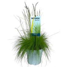 Deschampsia flexuosa ami 23 cm