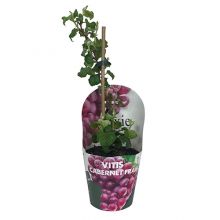 Vitis blauw kruka antrac 14 cm