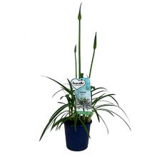 Agapanthus amourette sup 14 cm