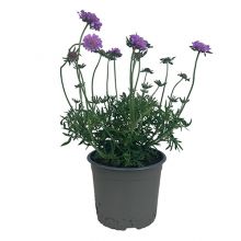 Scabiosa