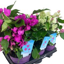 Bougainvillea Mix 14 cm