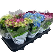 &nbsp;  Hydrangea Mix 10,5 cm