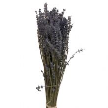 Lavendel Kort