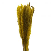 Pampas Fluffy Gul 75cm