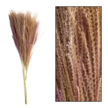 Miscanthus nature