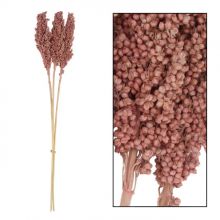 &nbsp;Indian Corn Persika