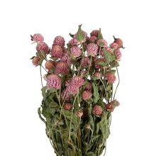 &nbsp;Gomphrena globosa 50gr