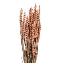 &nbsp;Triticum Aprikos 70cm