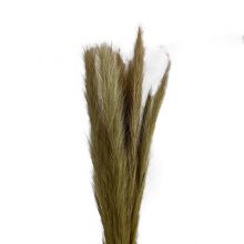 Foxtail Naturell