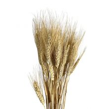 Triticum